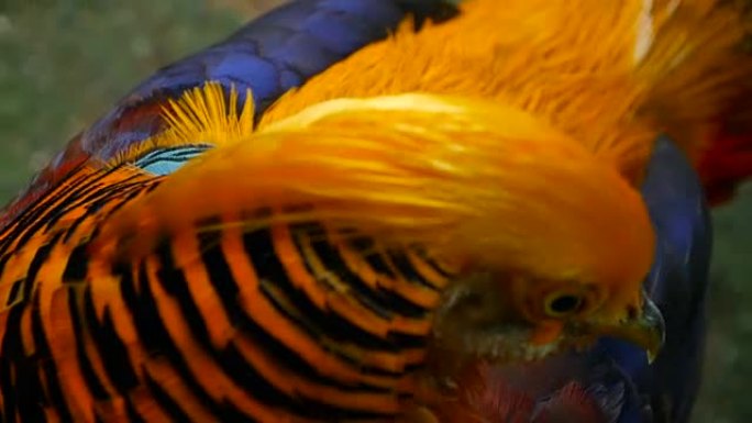 华丽优雅的中国红色金鸡雄性，室外金鸡。令人眼花缭乱的英俊的野生异国鸟，在真实的大自然中有着壮观的羽毛