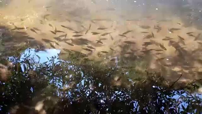 森林溪流中的鱼