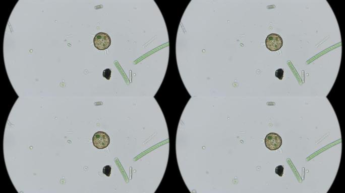 显微镜下测试变形虫