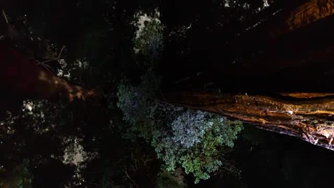 巨型红木森林中的夜空