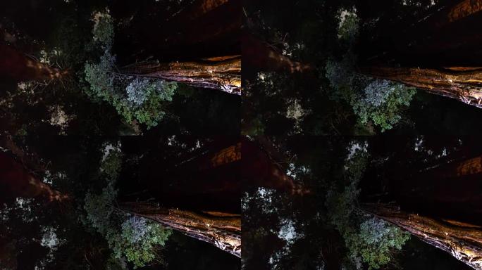 巨型红木森林中的夜空