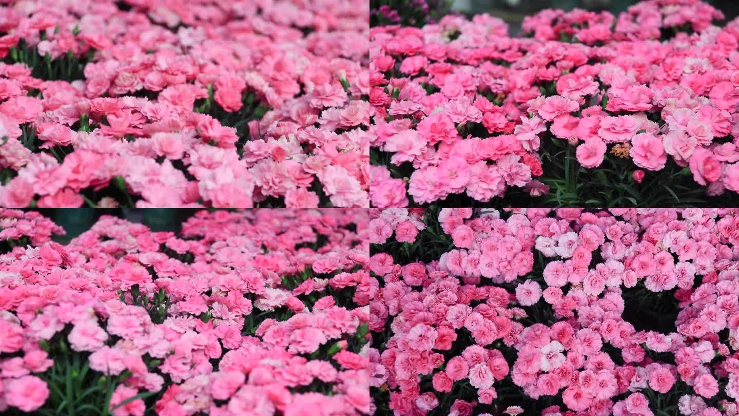 粉色康乃馨花红色康乃馨花朵