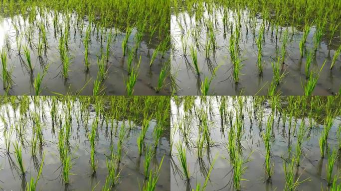 稻田里生长着年轻的水稻。
