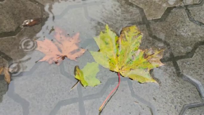 雨中落叶