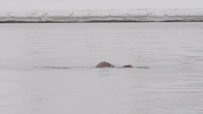 北极海中的海象，斯匹次卑尔根群岛，斯瓦尔巴群岛