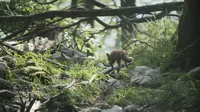 野狐正在寻找食物