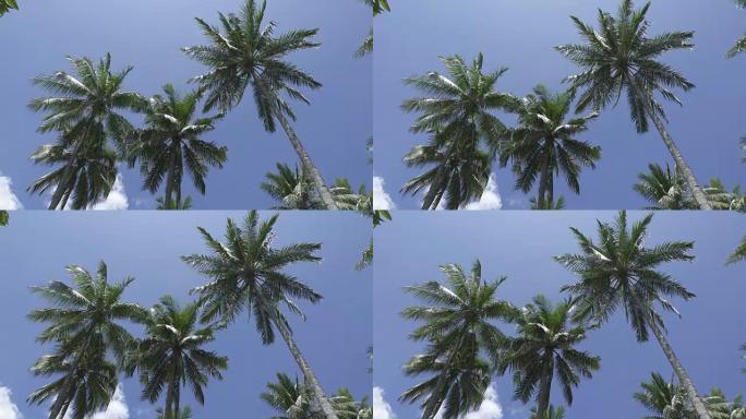 热带度假胜地蓝天白云背景下棕榈树的底部视图