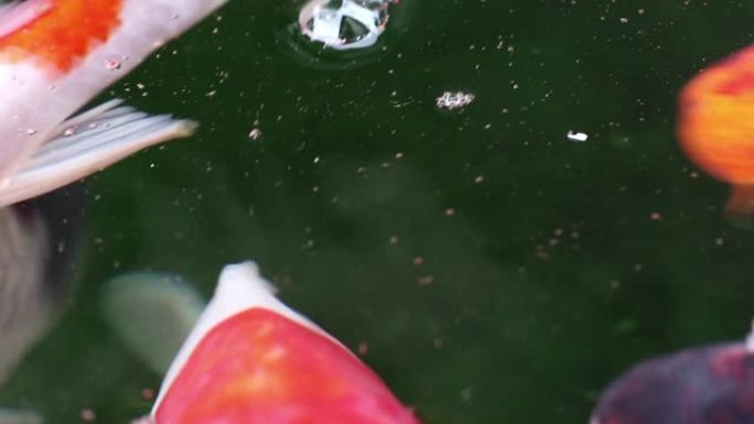 软聚焦品种锦鲤鱼在颗粒漂浮的绿色水中游泳