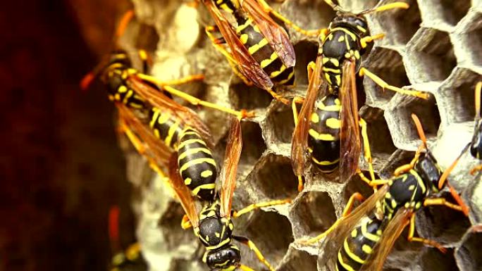 欧洲大黄蜂 (Vespa crabro) 是欧洲最大的社交黄蜂和北美最大的vespine。