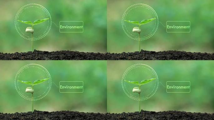 种植树木和环境全息图，以拯救地球和自然，清洁自然生态。