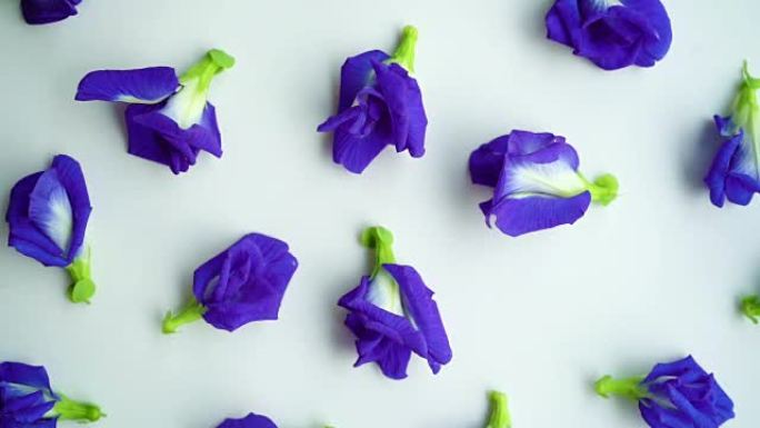 蓝色蝴蝶豌豆花