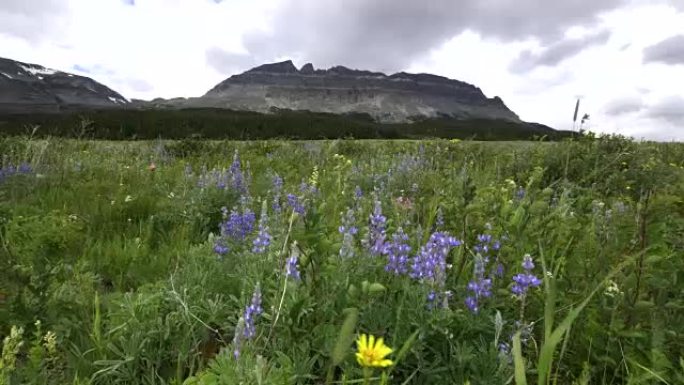 冰川国家公园的东平顶山和紫色羽扇豆花