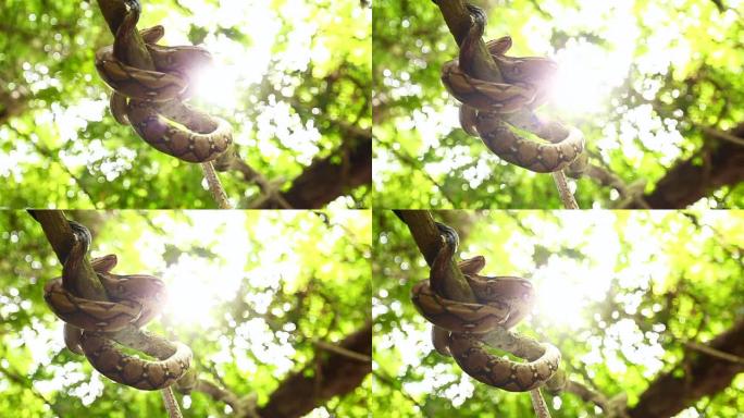 蟒蛇野蛇睡在挂在野河上的树上的手持摄像机移动镜头。树上蟒蛇的轮廓。