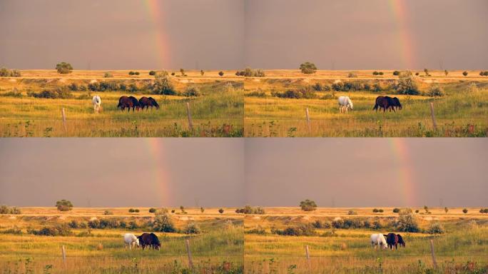 三匹马在内布拉斯加州风暴下放牧，产生彩虹