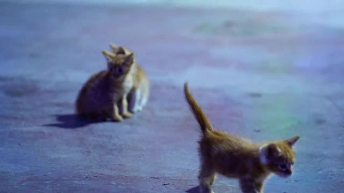 三只红色小猫在户外玩耍。有趣的家猫在外面奔跑