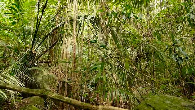 深雾笼罩的热带森林的野生、生动的植被。丛林景观。异国亚洲森林的内部。长满苔藓的藤本植物悬挂在雨林树冠