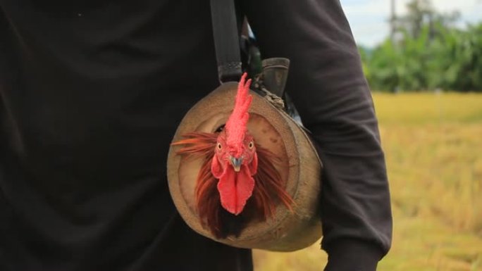 泰国男子将他被驯服的战斗公鸡装在特制的竹子手提袋中，进入灌木丛，可能会打架并抓住野生公鸡，泰国北部，