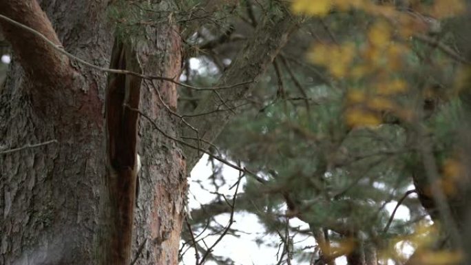 大斑啄木鸟 (Dendrocopos major)