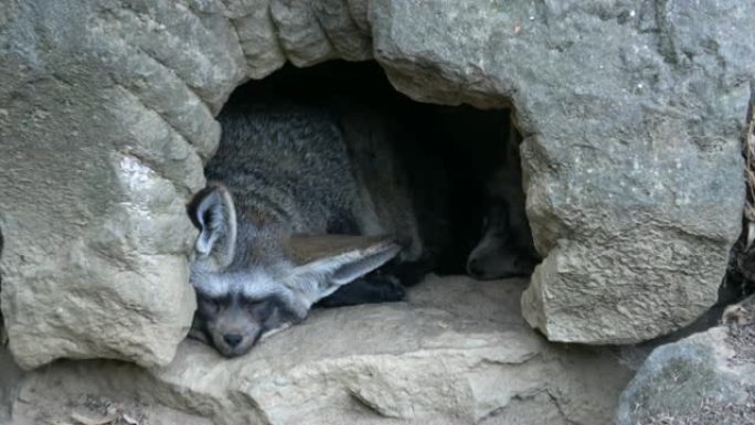 耳炎巨口睡在地上。两只蝙蝠耳狐狸休息