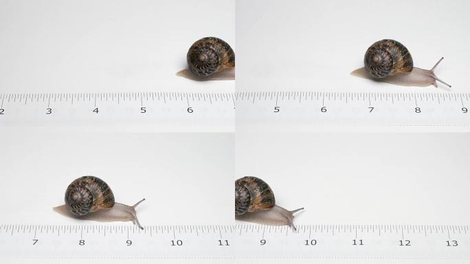 沿着卷尺的尺子缓慢爬行的蜗牛的概念视频