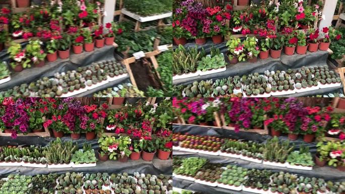 许多鲜花，花卉市场，五颜六色的鲜花在商店，市场，4k花店，仙人掌，肉质，