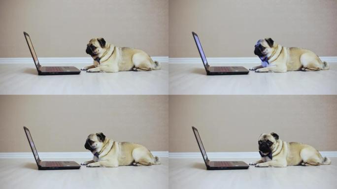 一只可爱的哈巴狗看着笔记本电脑的屏幕，穿着蝴蝶，看电影躺在电脑前，疲惫的工人，侧视