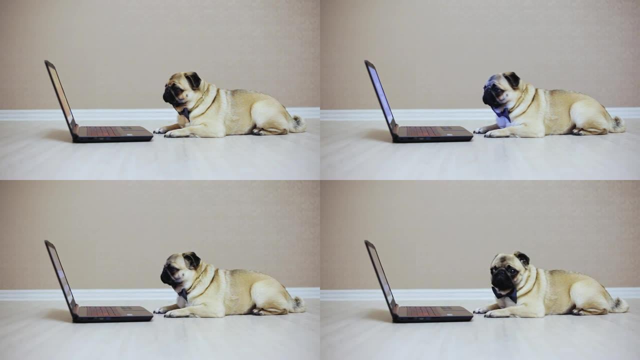 一只可爱的哈巴狗看着笔记本电脑的屏幕，穿着蝴蝶，看电影躺在电脑前，疲惫的工人，侧视
