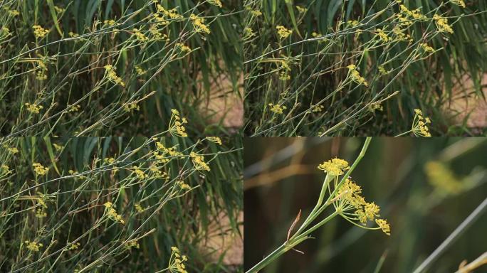 小茴香花