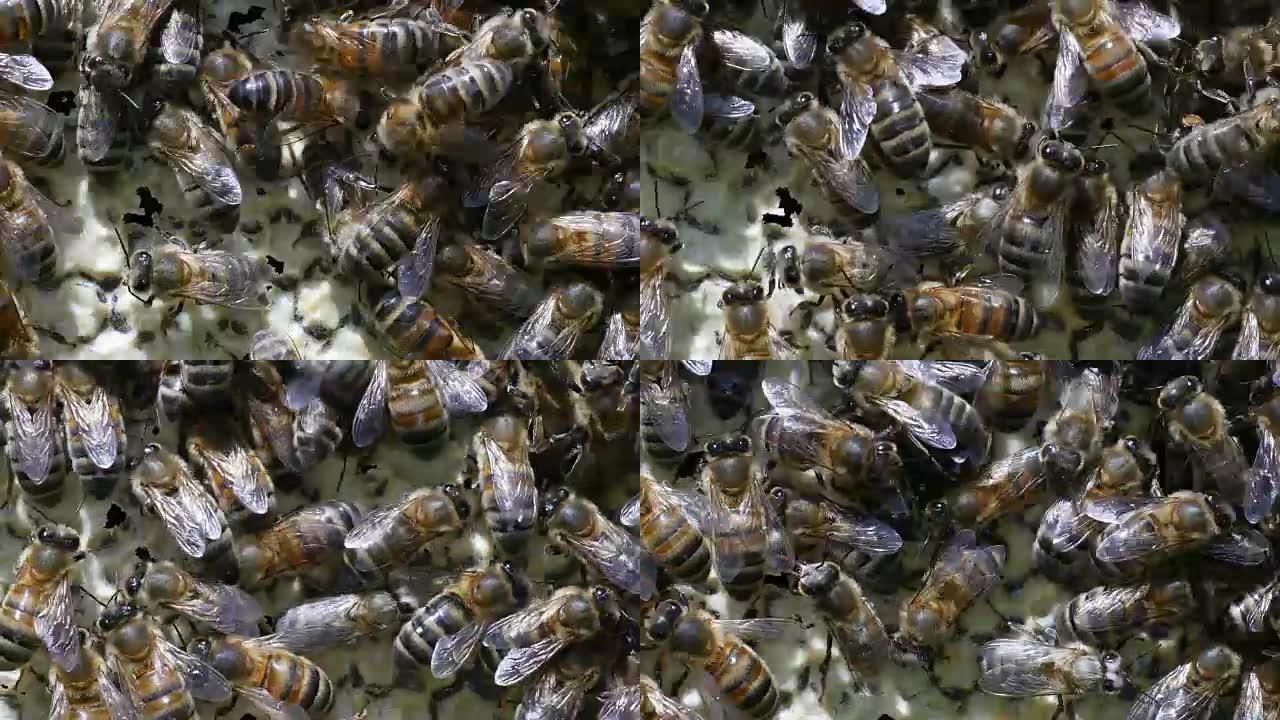 欧洲蜜蜂，蜜蜂，在肺泡上工作的蜜蜂，诺曼底，实时4K