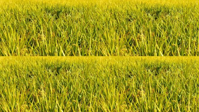 大自然的视频查看农村的稻田和黄色的稻树在收获季节暴露在风和阳光的早晨，在农业概念的良好天气。