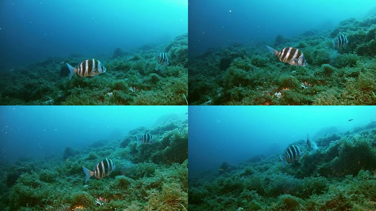 水下的鱼-帝王鲷游近镜头