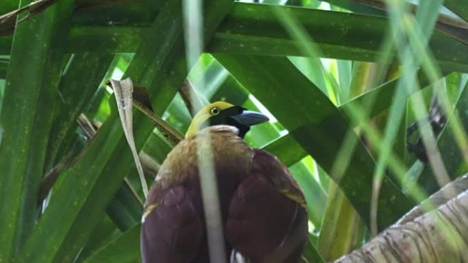 巴厘岛树上的天堂鸟特写