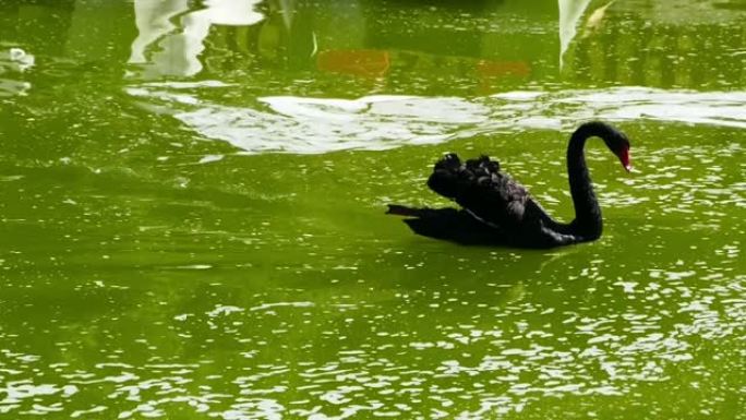 公园里漂浮着两只黑天鹅，黑天鹅高清视频