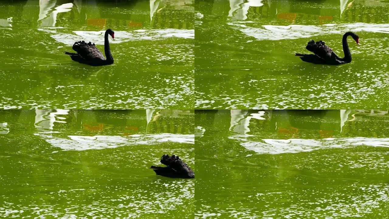 公园里漂浮着两只黑天鹅，黑天鹅高清视频