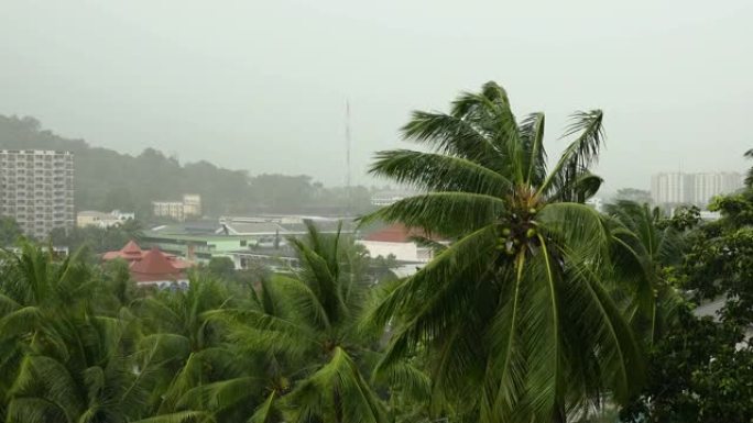 暴风雨中的椰子树。