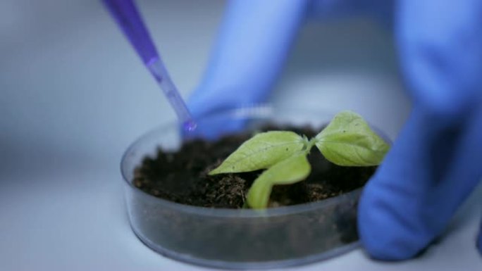 人类生物学家在培养皿的芽前拿着带有蓝色化学成分的移液器。医生正在进行一项改变大豆芽基因组的实验。创造