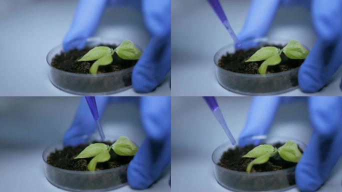 人类生物学家在培养皿的芽前拿着带有蓝色化学成分的移液器。医生正在进行一项改变大豆芽基因组的实验。创造