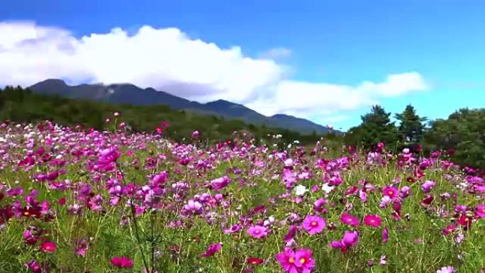 日本风景