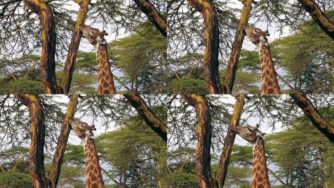 头部的特写非洲长颈鹿在萨凡纳吃相思树树皮