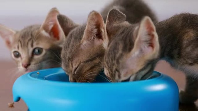 大猫和小猫从盘子里吃肉