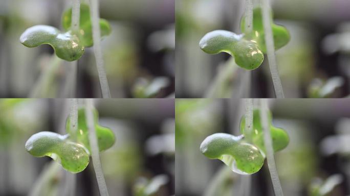 落水的年轻绿色植物极端关闭时间流逝