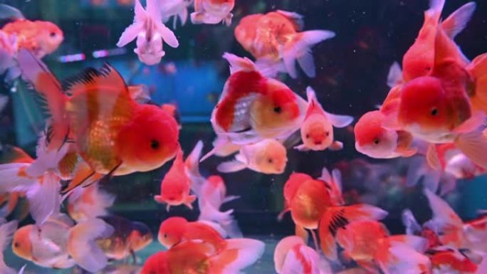 4k组金鱼在玻璃鱼缸里游泳