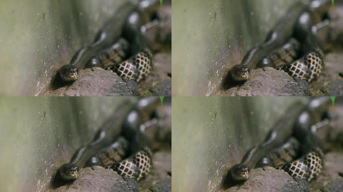 Snake透过特殊水箱的玻璃墙凝视着相机。杜特动物园。泰国曼谷