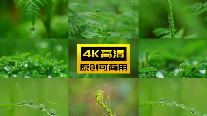 航拍森林云雾云海下雨绿植滴水小草露珠水珠