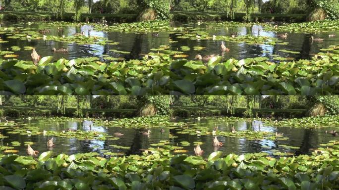 鸭子潜入池塘。
