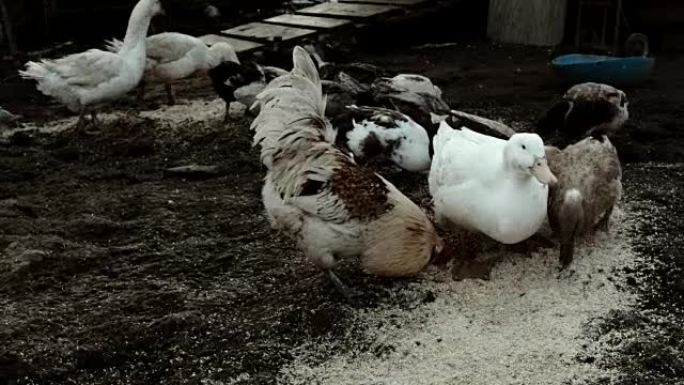 早上在农村谷仓前的一个农场里吃鸡和鸭