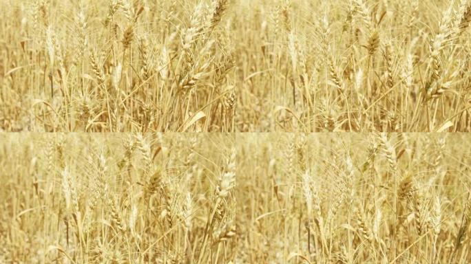 白天黄金田上成熟小麦的小穗。干黑麦在慢动作中摇曳的尖峰