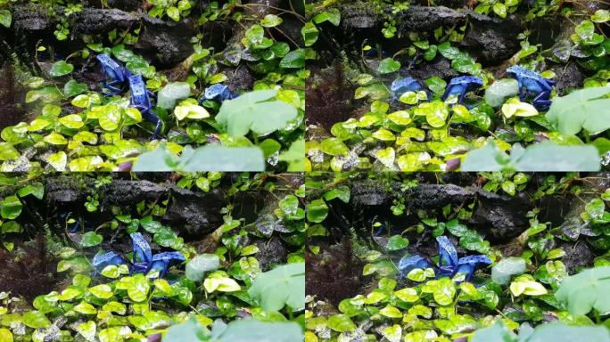 潮湿的岩石森林上的微小中毒的蓝蛙
