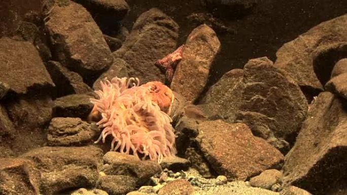 海洋生物-海葵