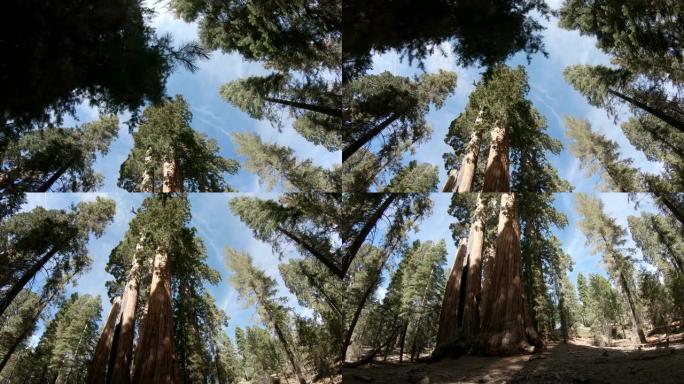 走在美国国王峡谷国家公园的巨大红杉树中